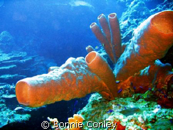 Stove-Pipe Sponges seen July 2008 in Grand Cayman.  Photo... by Bonnie Conley 
